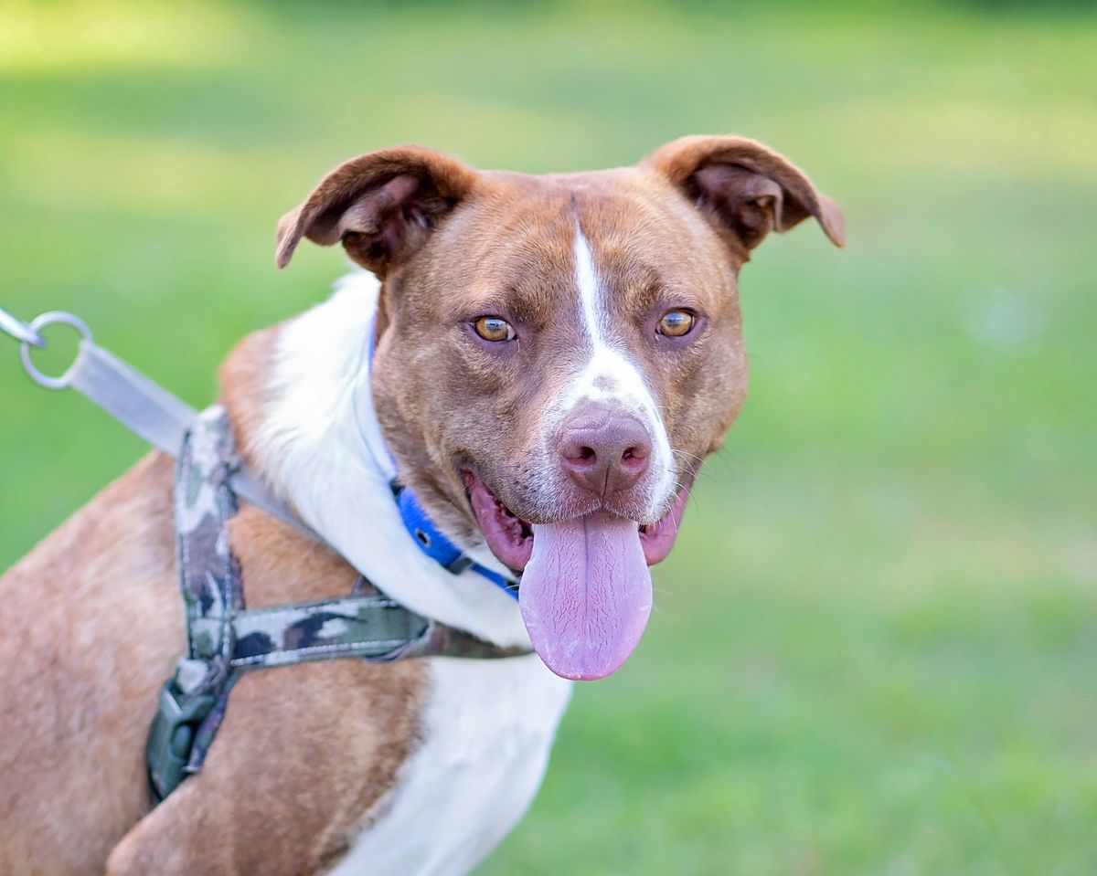 Gallery image: Hopper