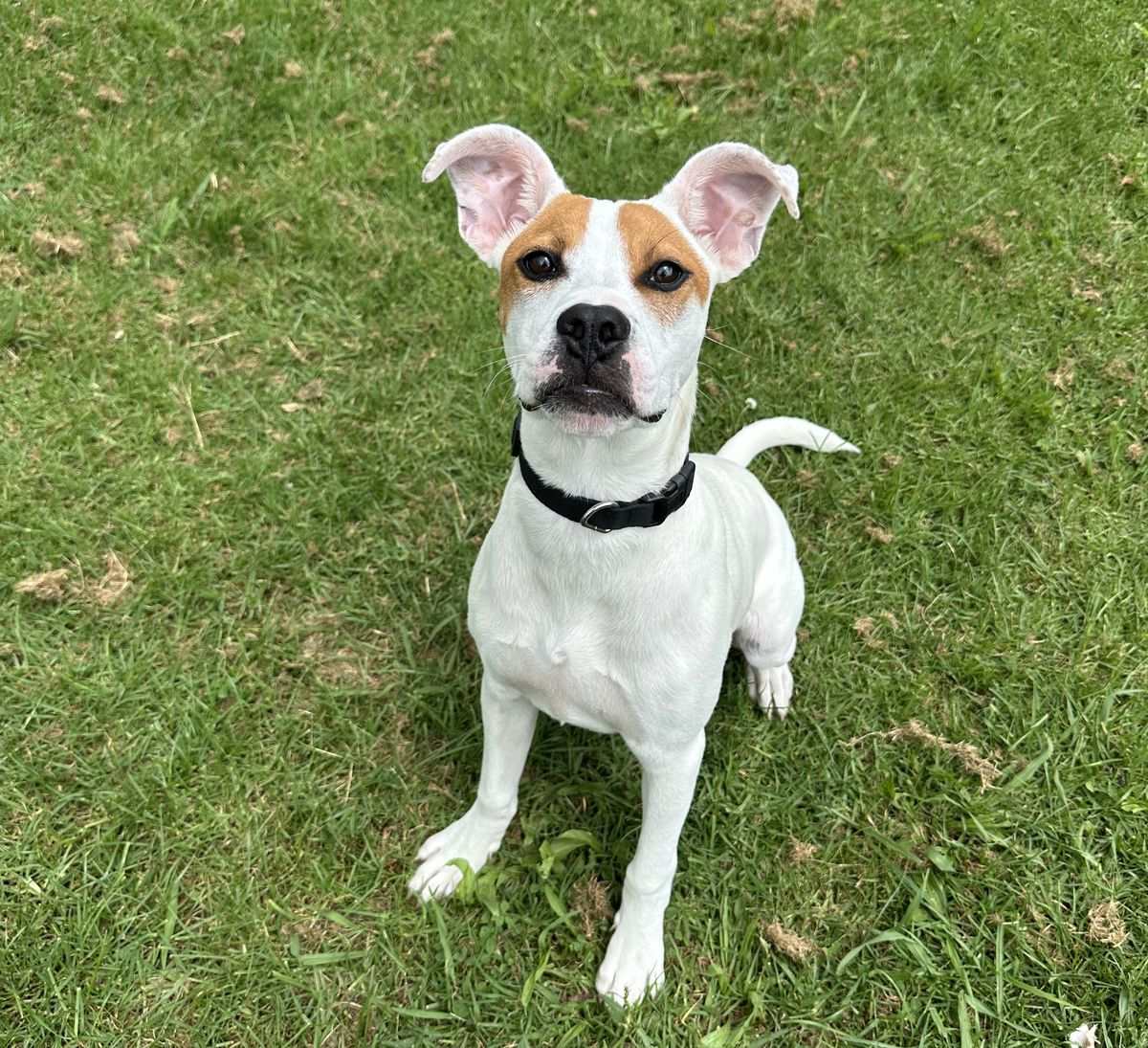 Gallery image: Twinkie