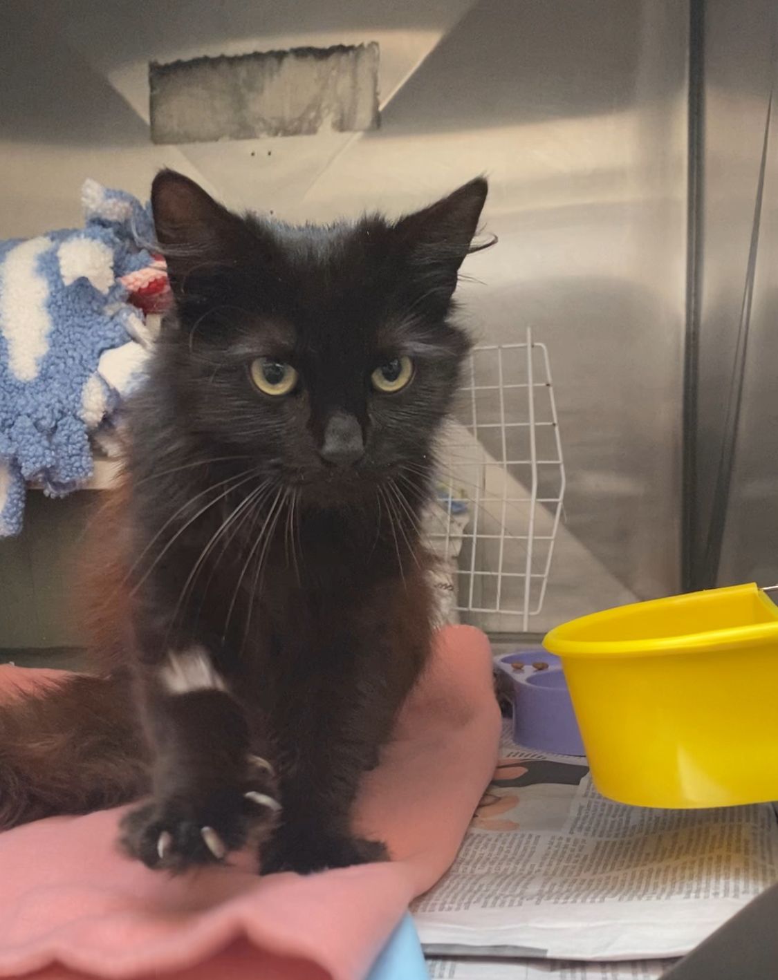 Gallery image: Freya