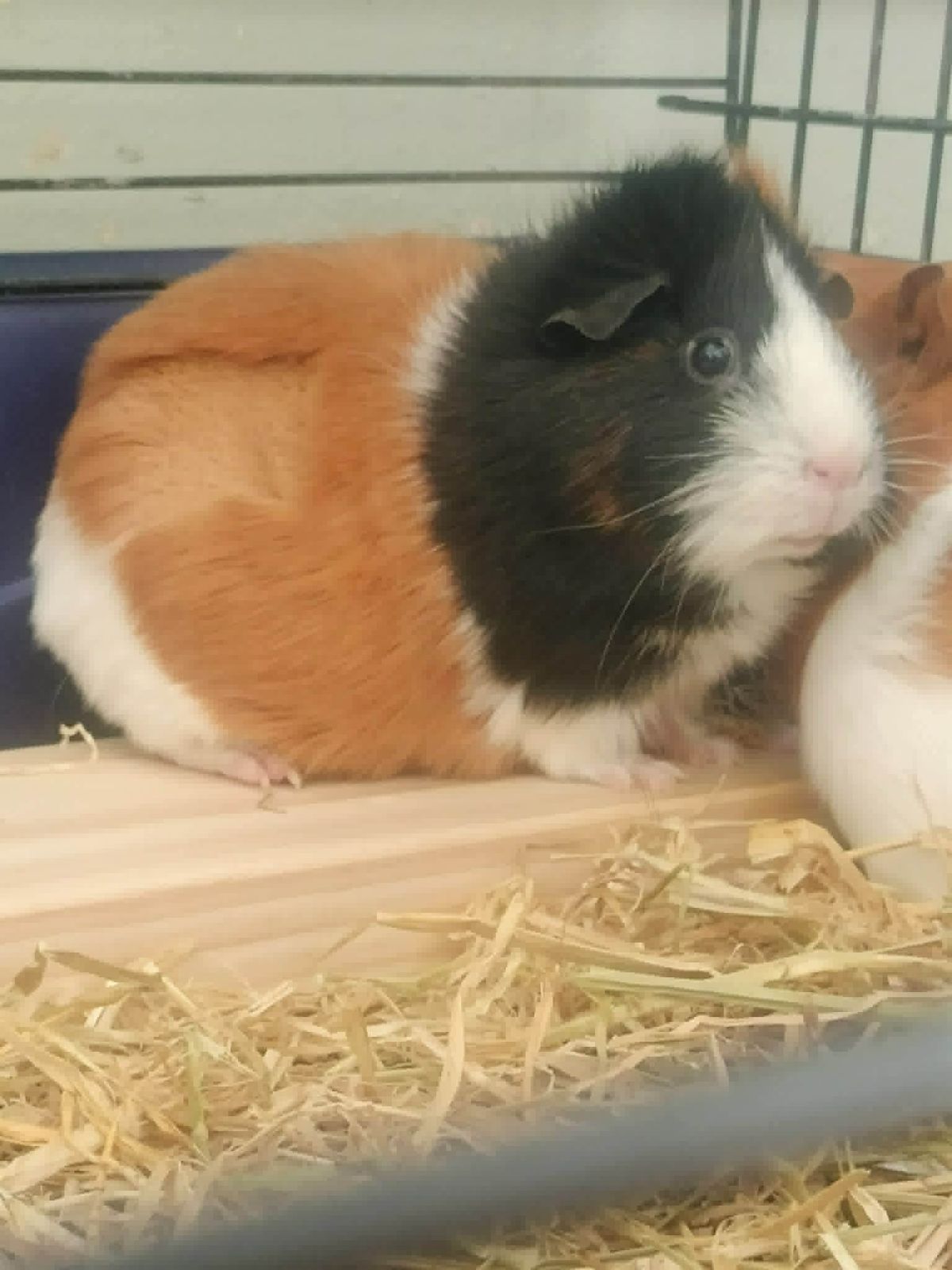 Gallery image: Apricot