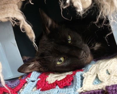 Pennyworth - Domestic Short Hair