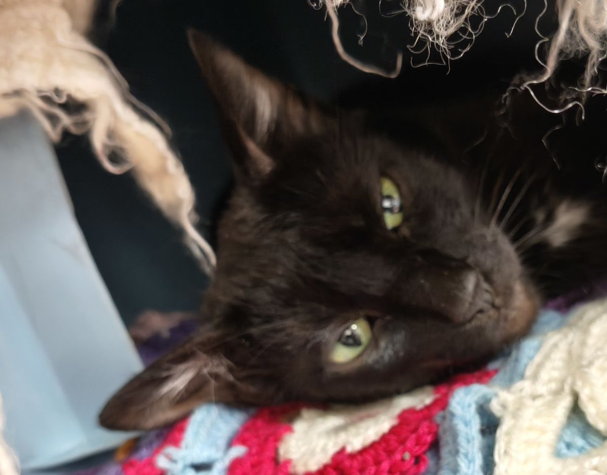 Gallery image: Pennyworth