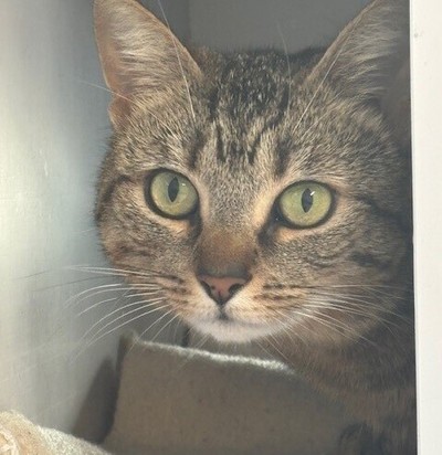 Stevie Nicks - Domestic Short Hair