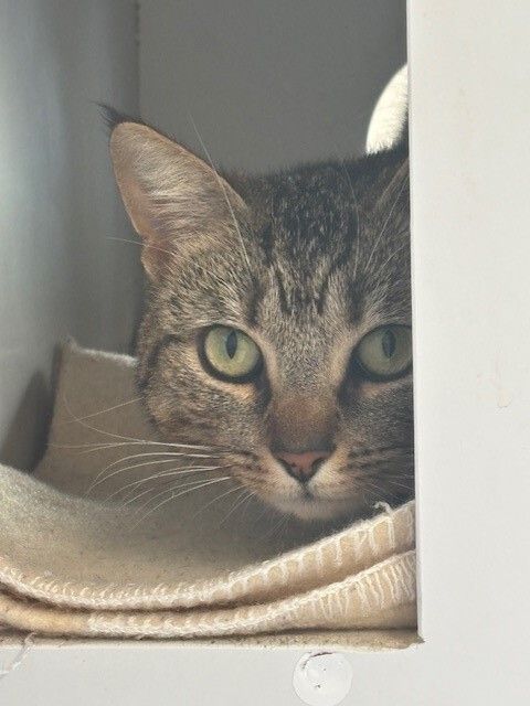 Gallery image: Stevie Nicks