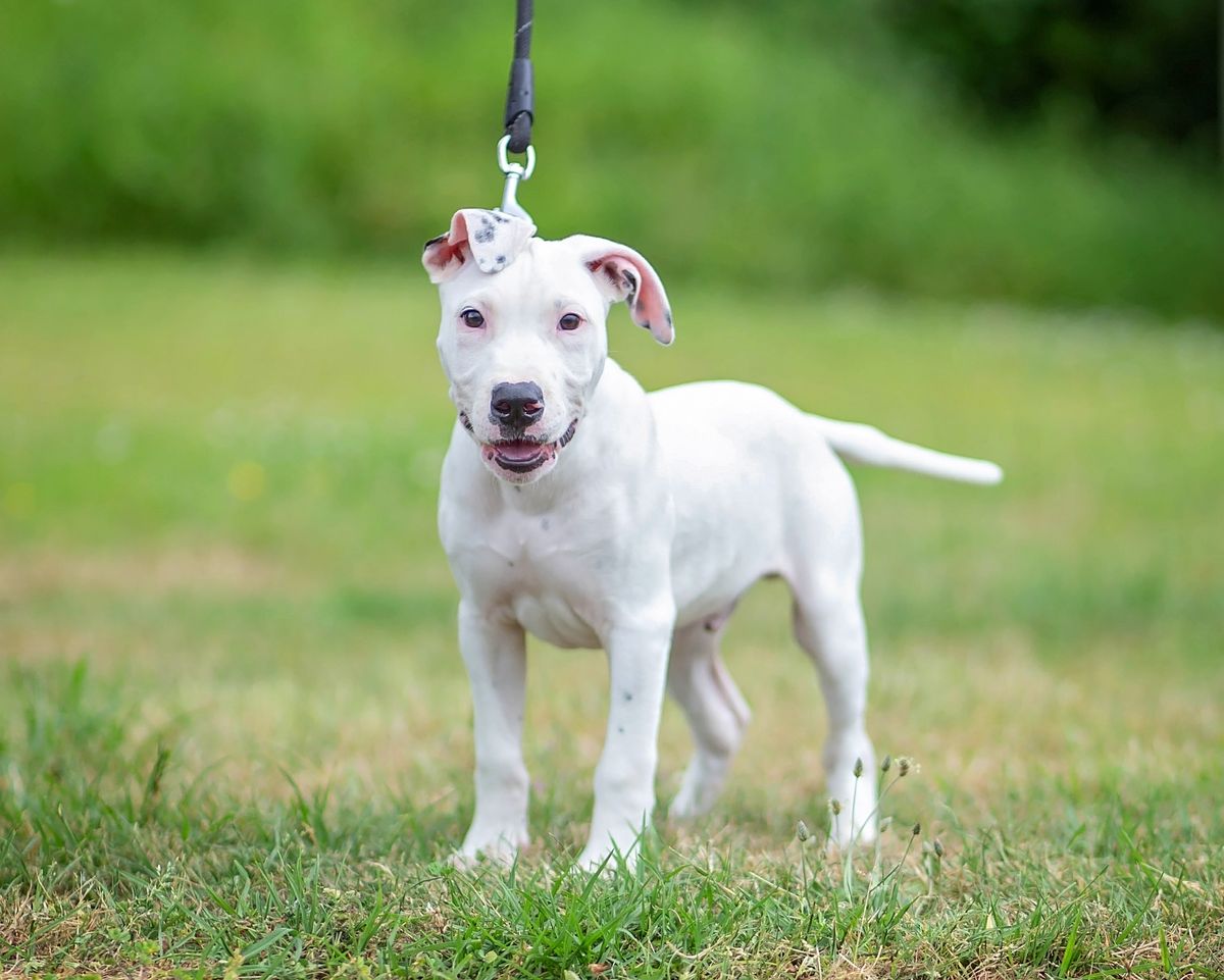 Gallery image: Benji