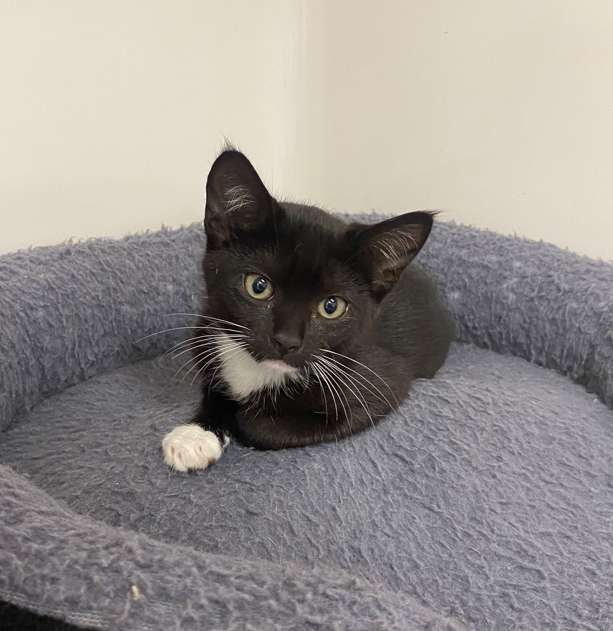 Gallery image: Pansy