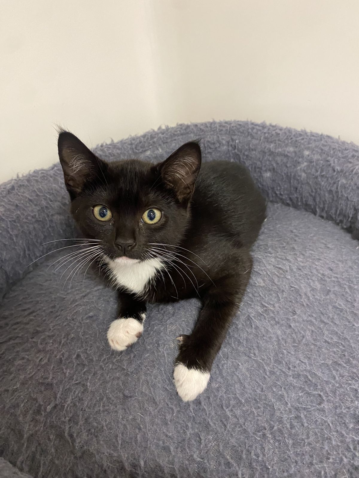 Gallery image: Pansy