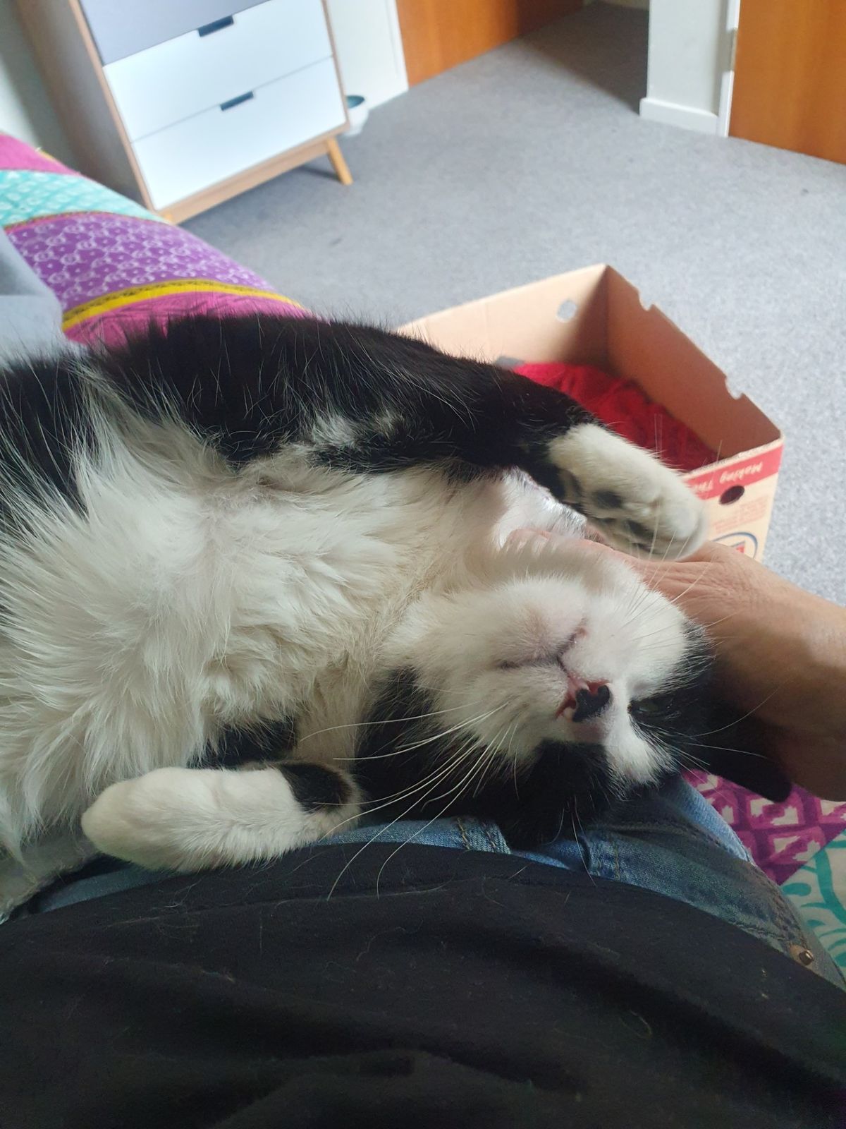 Gallery image: Gustopher