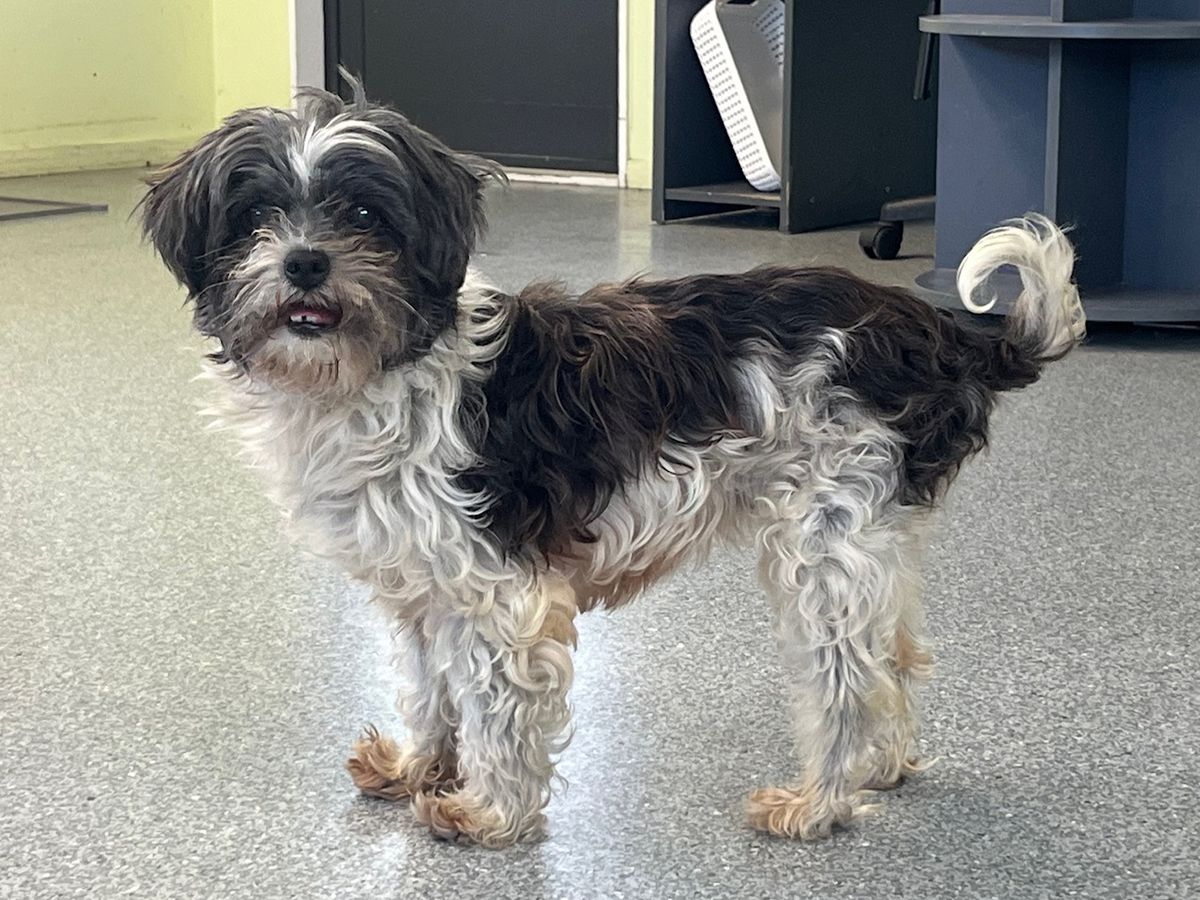 Gallery image: Bonnie