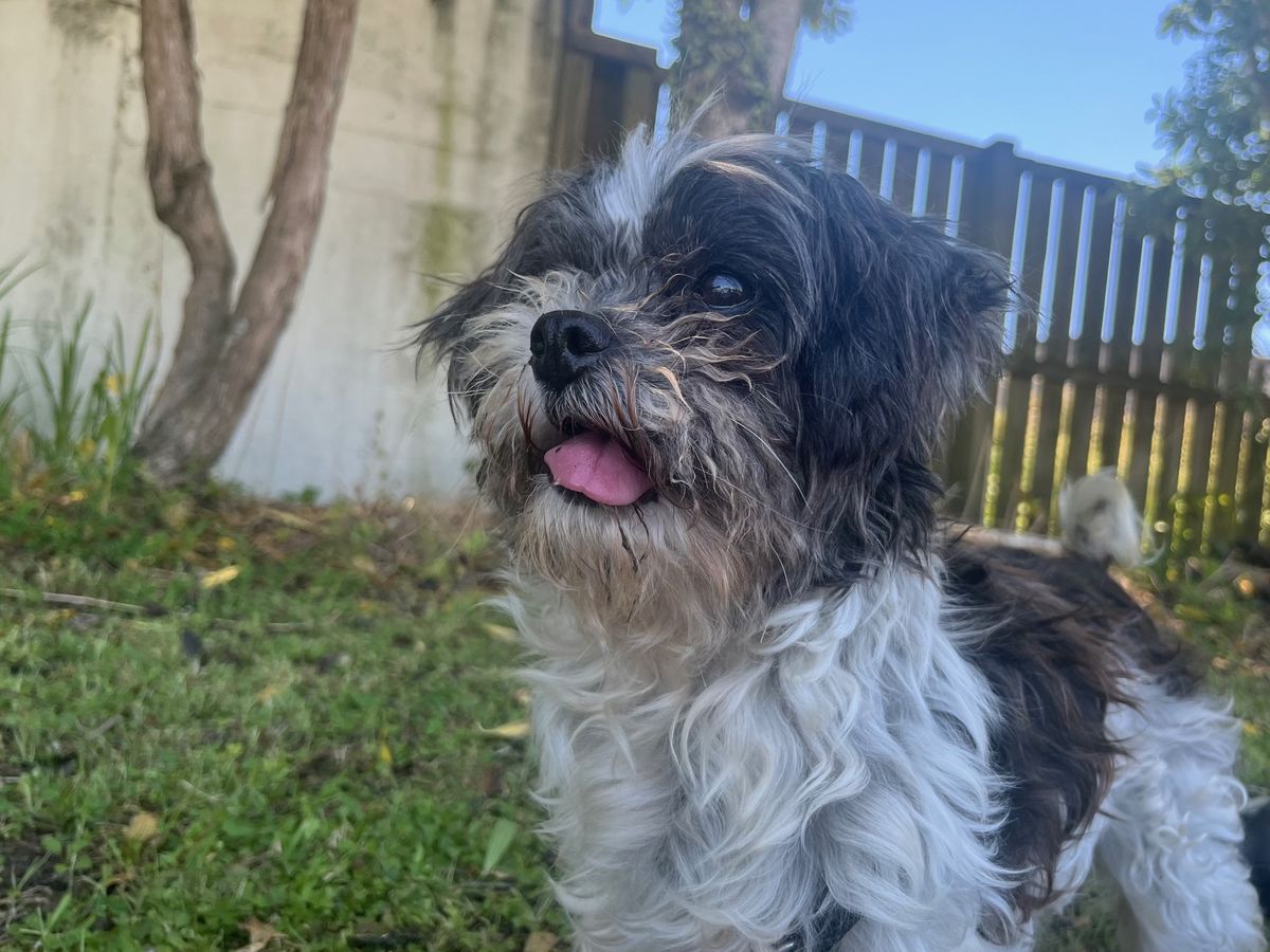 Gallery image: Bonnie