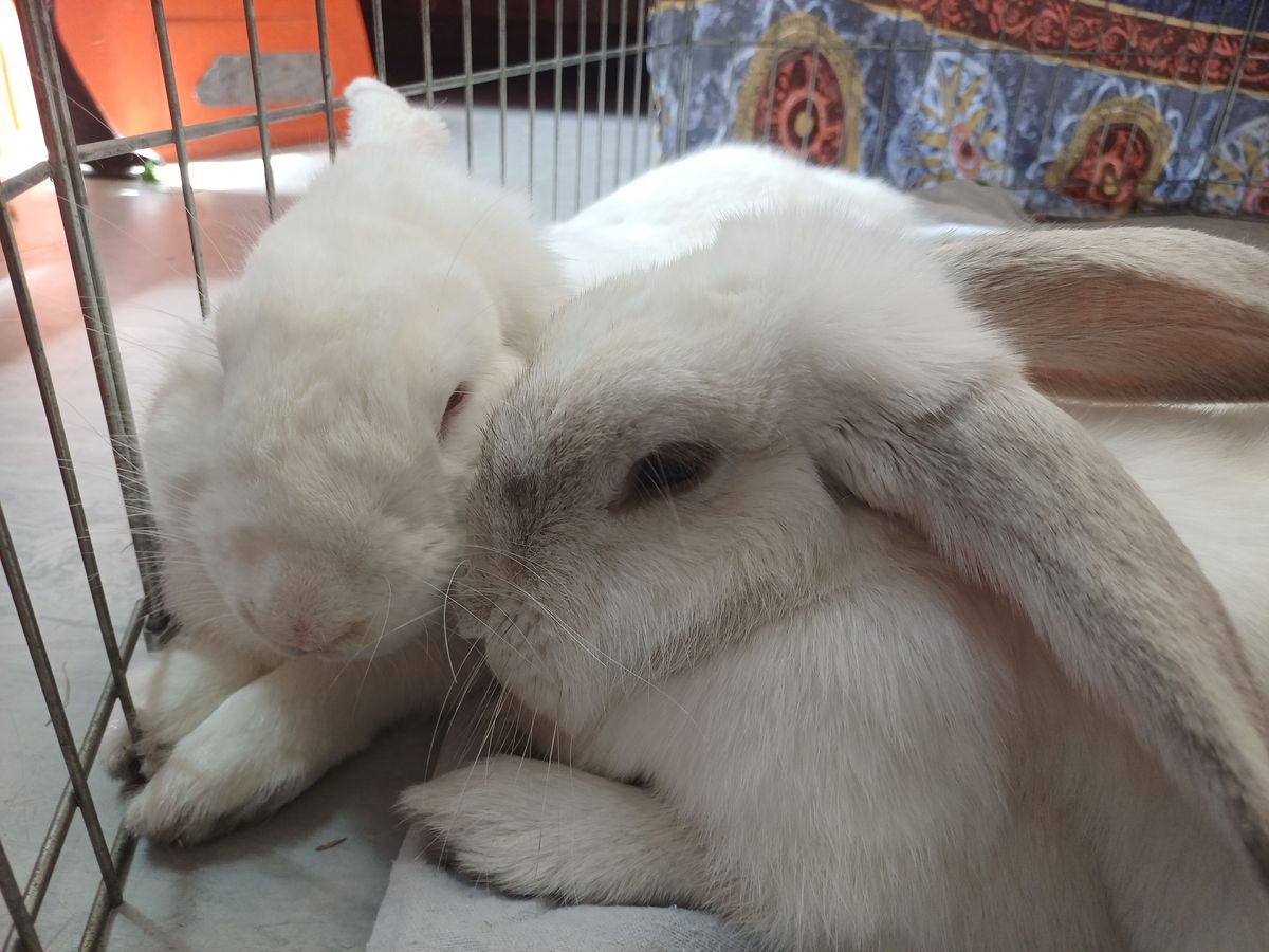 Gallery image: Smurfette