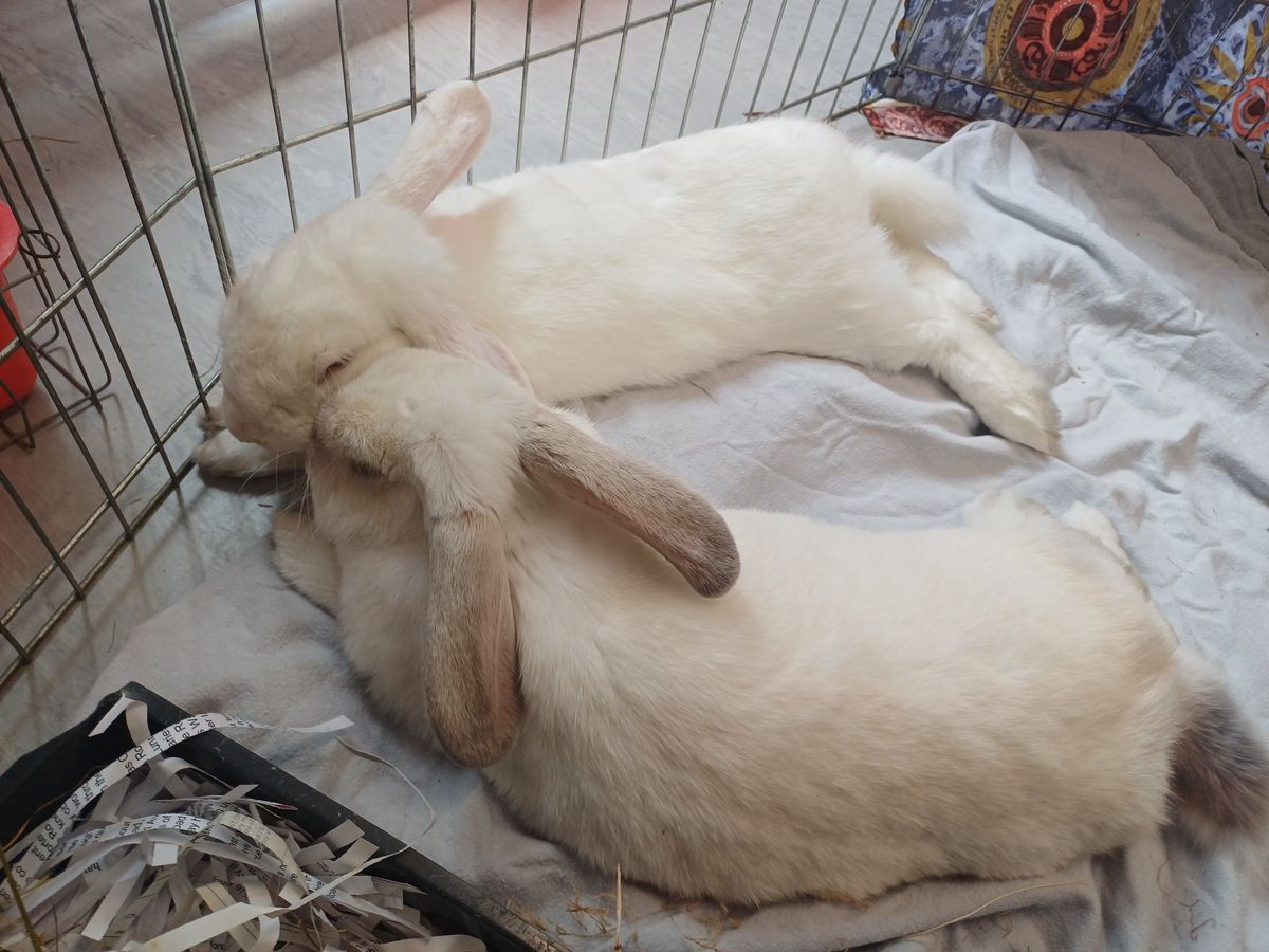 Gallery image: Smurfette