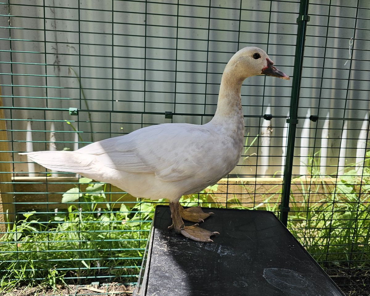 Gallery image: Goose