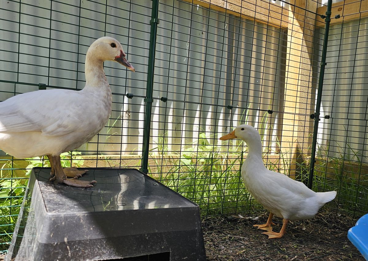 Gallery image: Goose