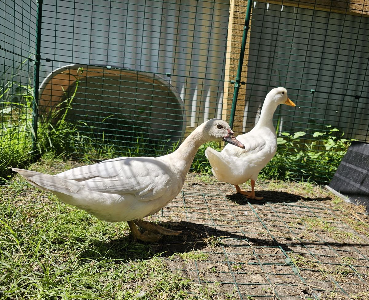 Gallery image: Goose