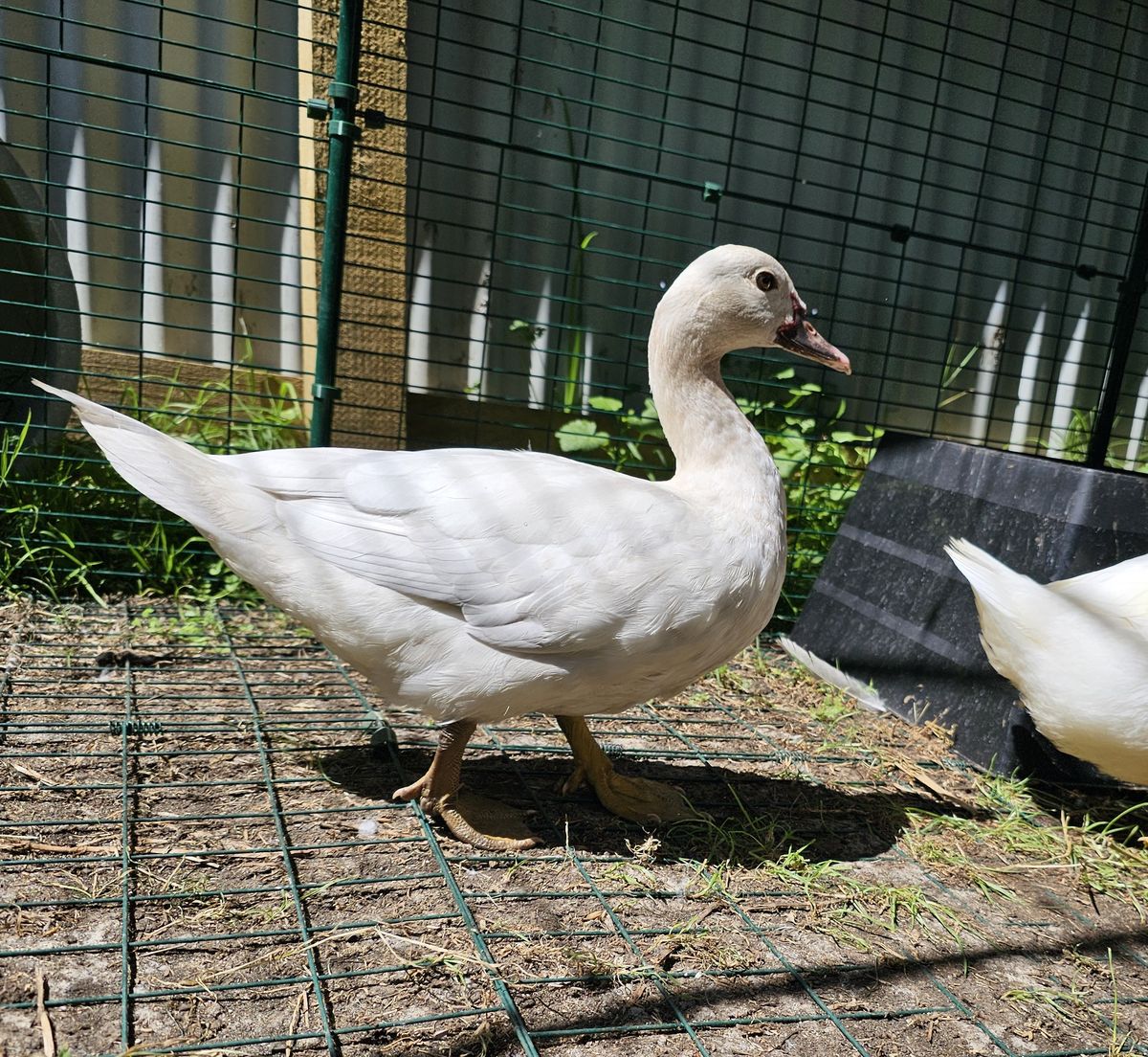 Gallery image: Goose