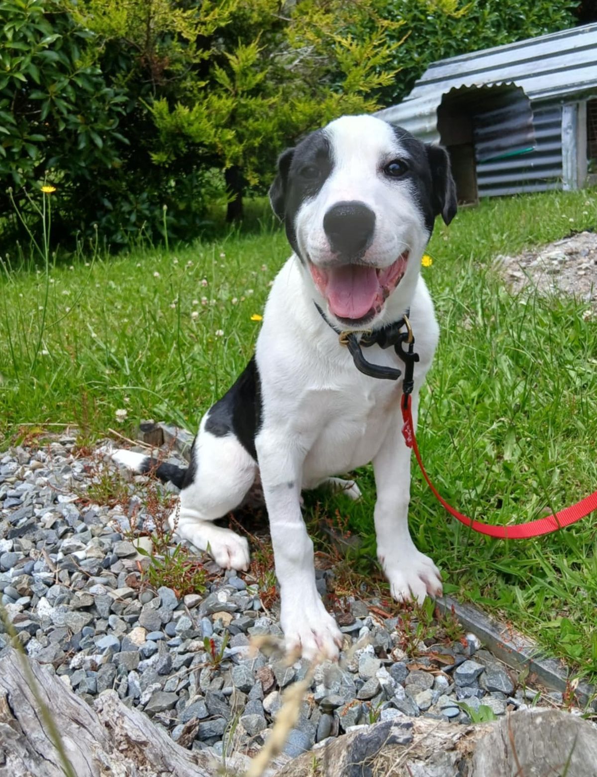 Gallery image: Dobby