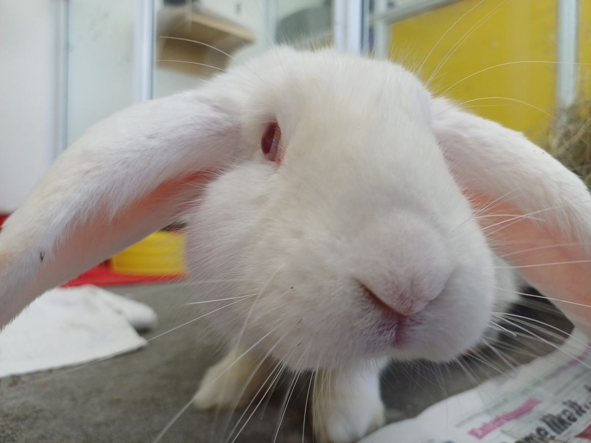 Gallery image: Poppa Smurf