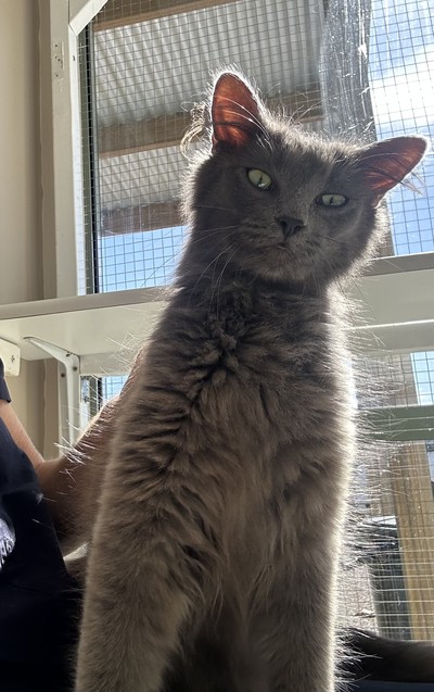 Rosie - Domestic Medium Hair