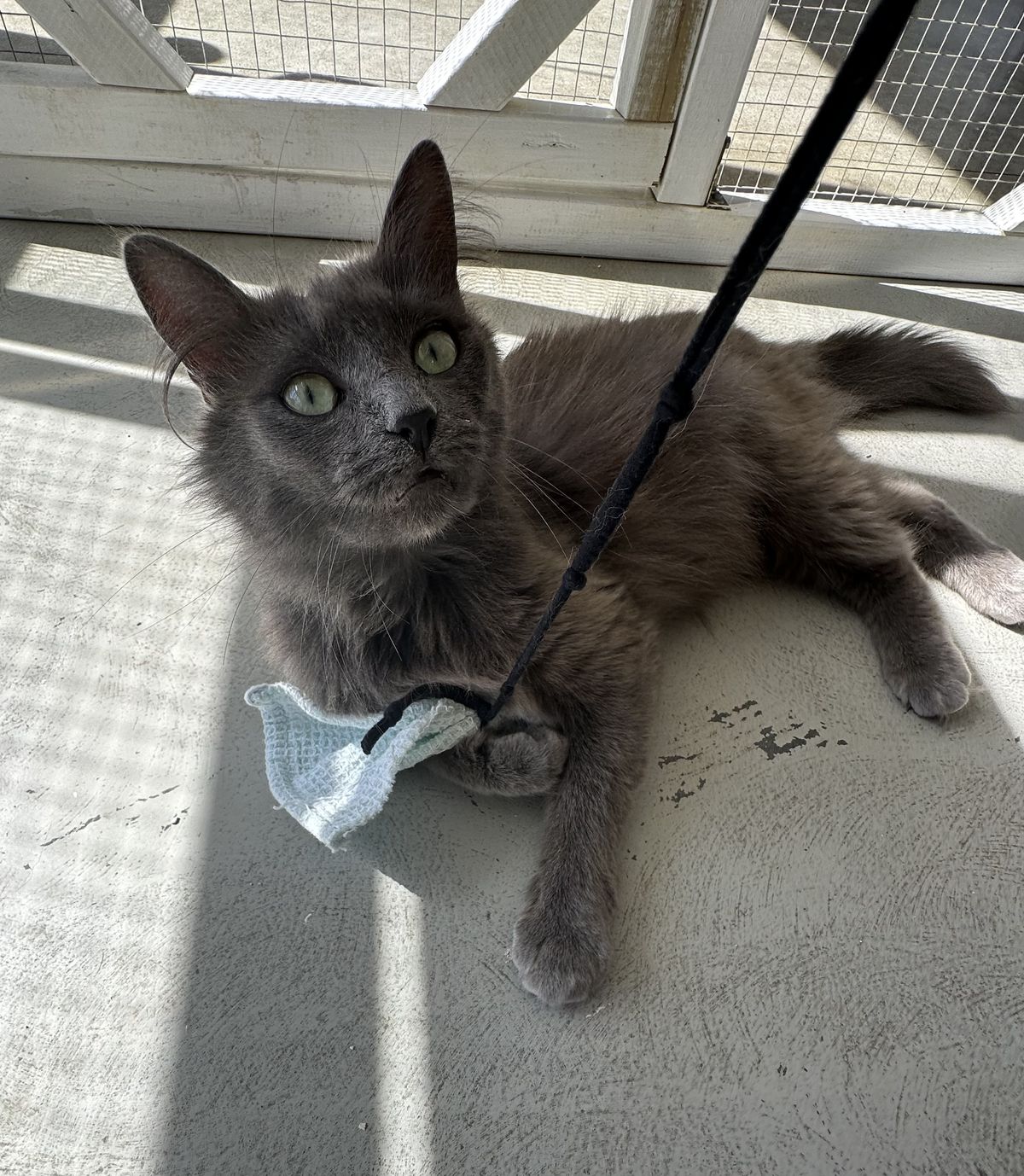 Gallery image: Rosie