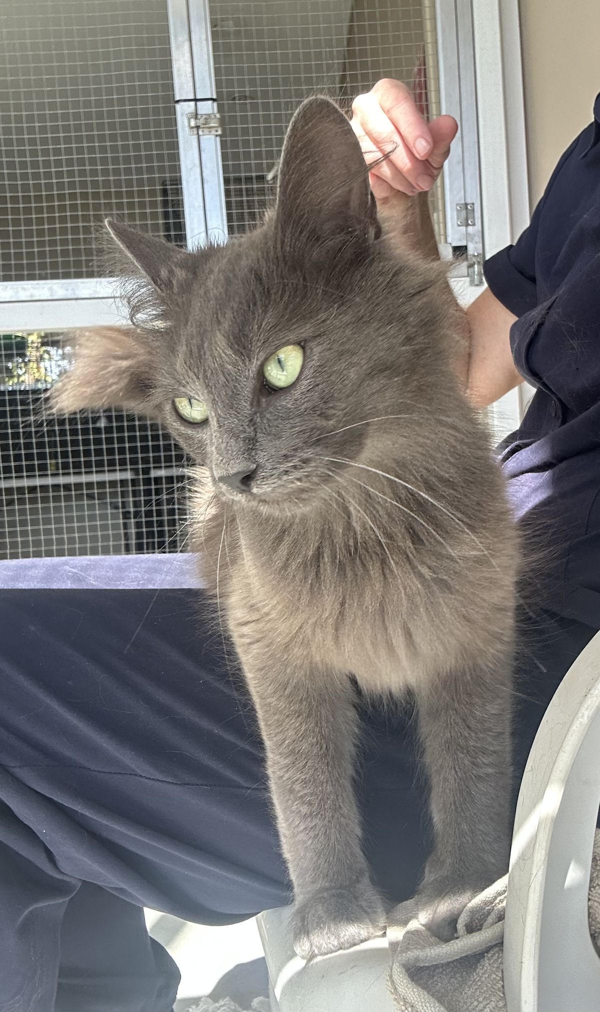 Gallery image: Rosie