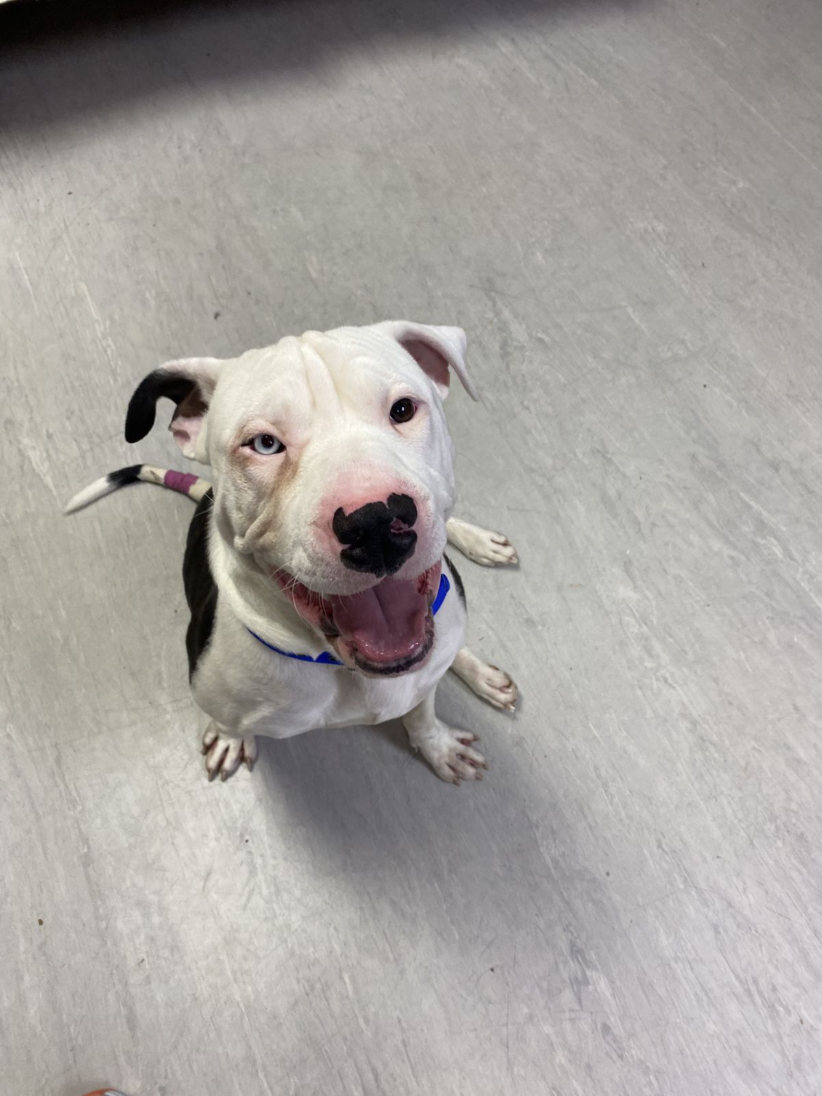 Gallery image: Baloo