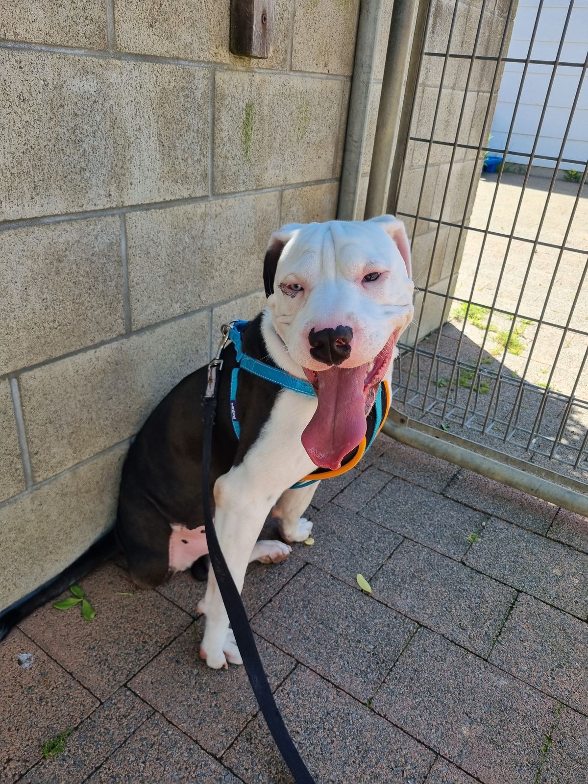 Gallery image: Baloo