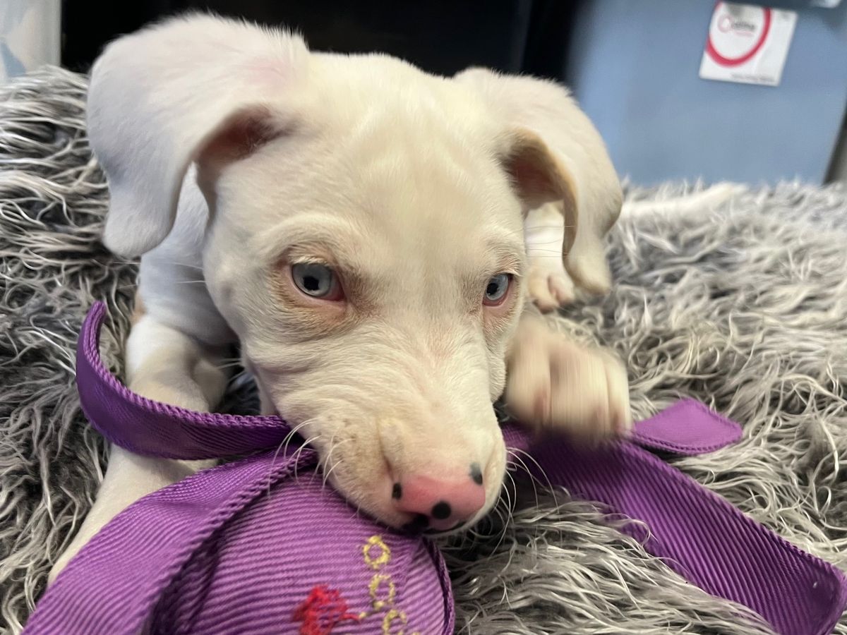 Gallery image: Albie