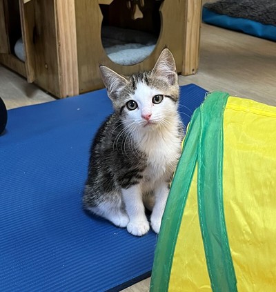 Parsley - Domestic Short Hair