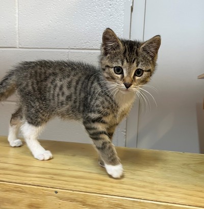 Sammy - Domestic Short Hair