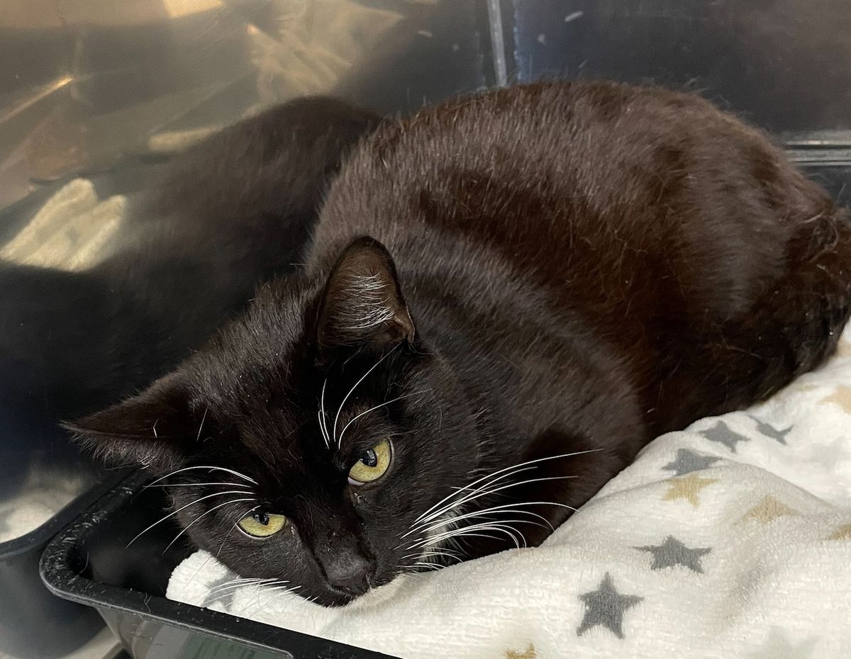 Gallery image: Casper