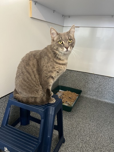 Haze - Domestic Short Hair