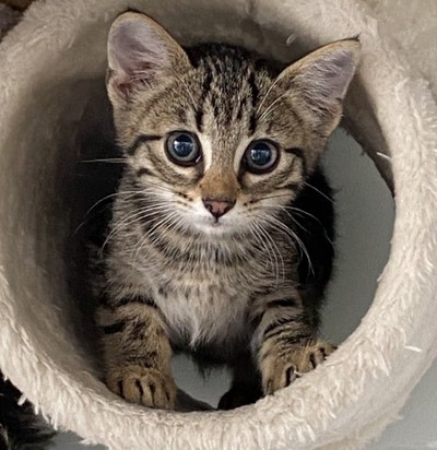 Claus - Domestic Short Hair