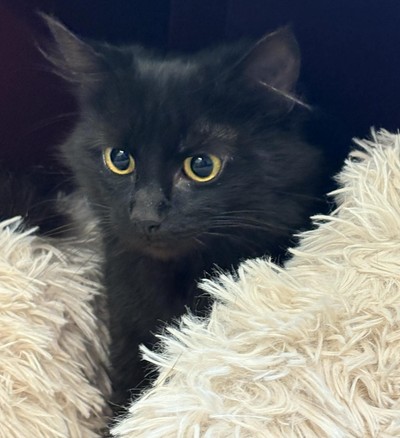 Midnight - Domestic Short Hair