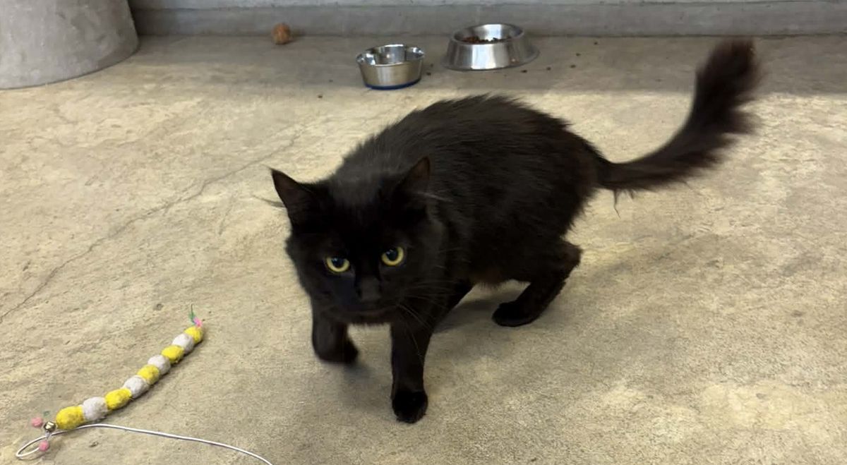 Gallery image: Midnight