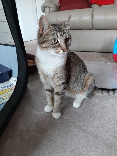 Aquarius - Domestic Short Hair