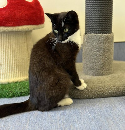 Beetroot - Domestic Short Hair