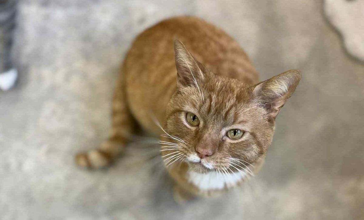 Gallery image: Garfield