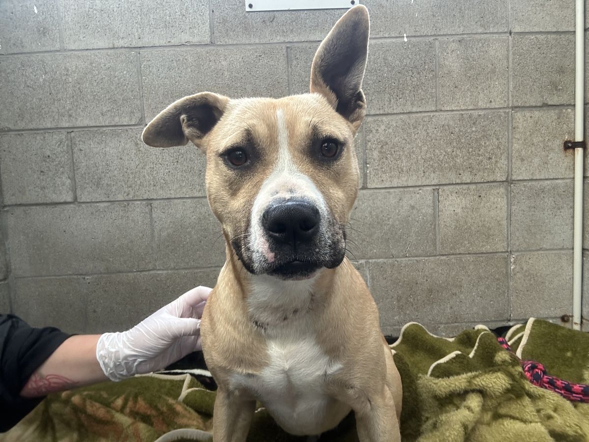 Gallery image: Harley