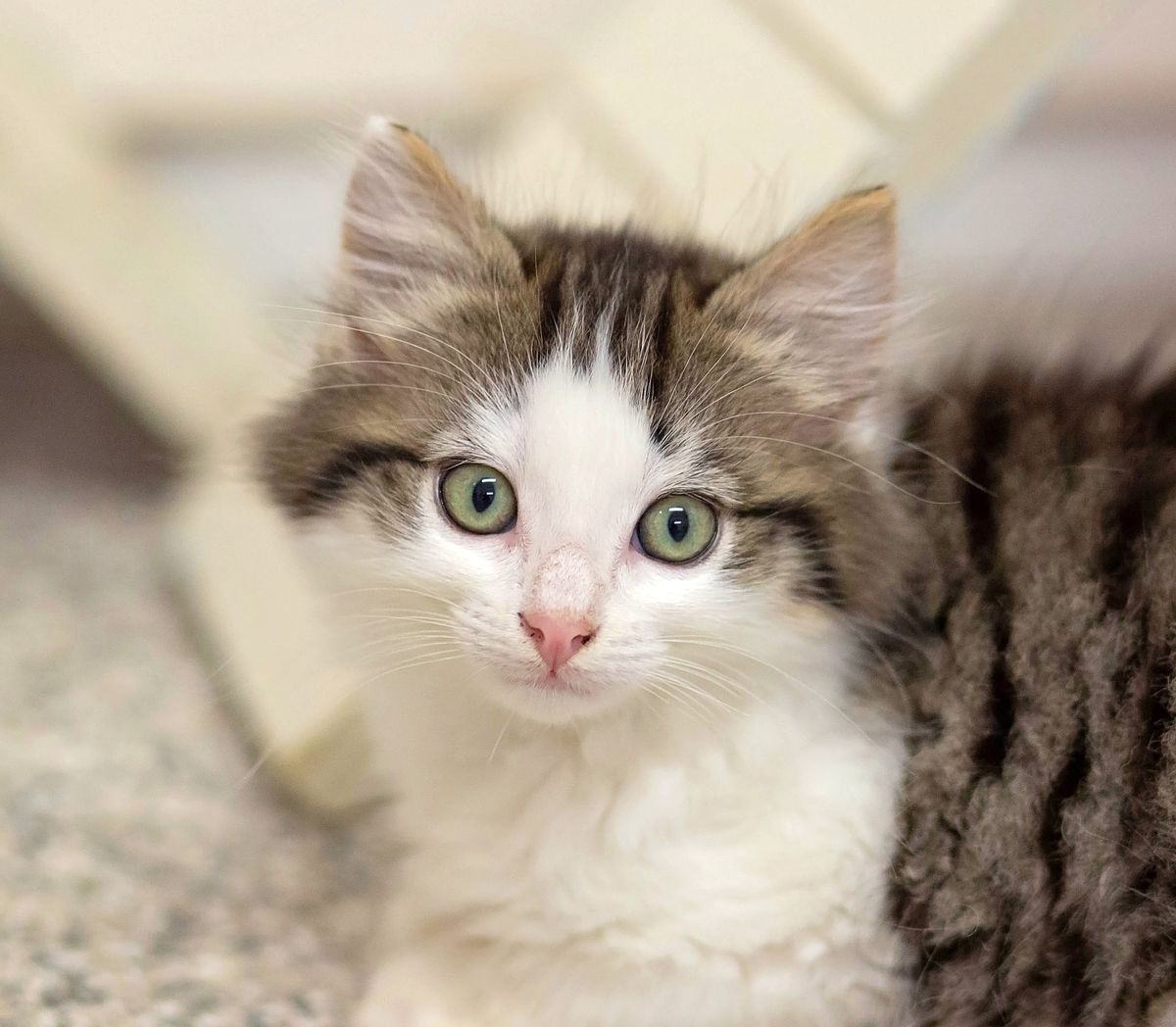 Gallery image: Alfie