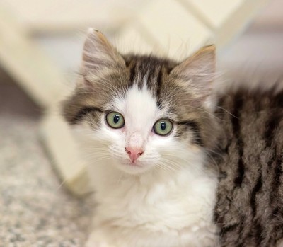 Alfie - Domestic Longhair