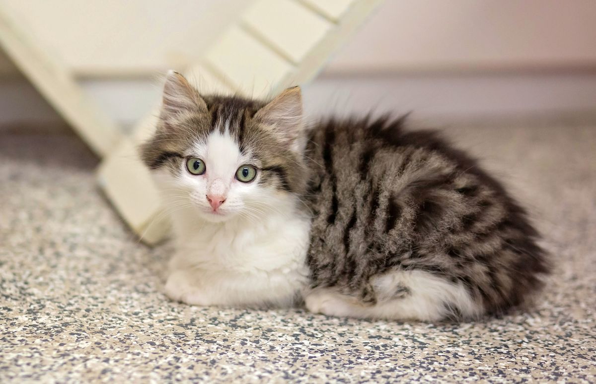 Gallery image: Alfie