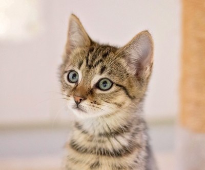 Archie - Domestic Short Hair