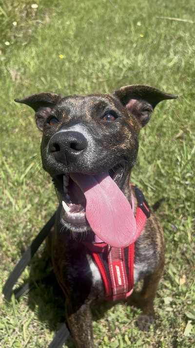 Chutney - Bull Terrier