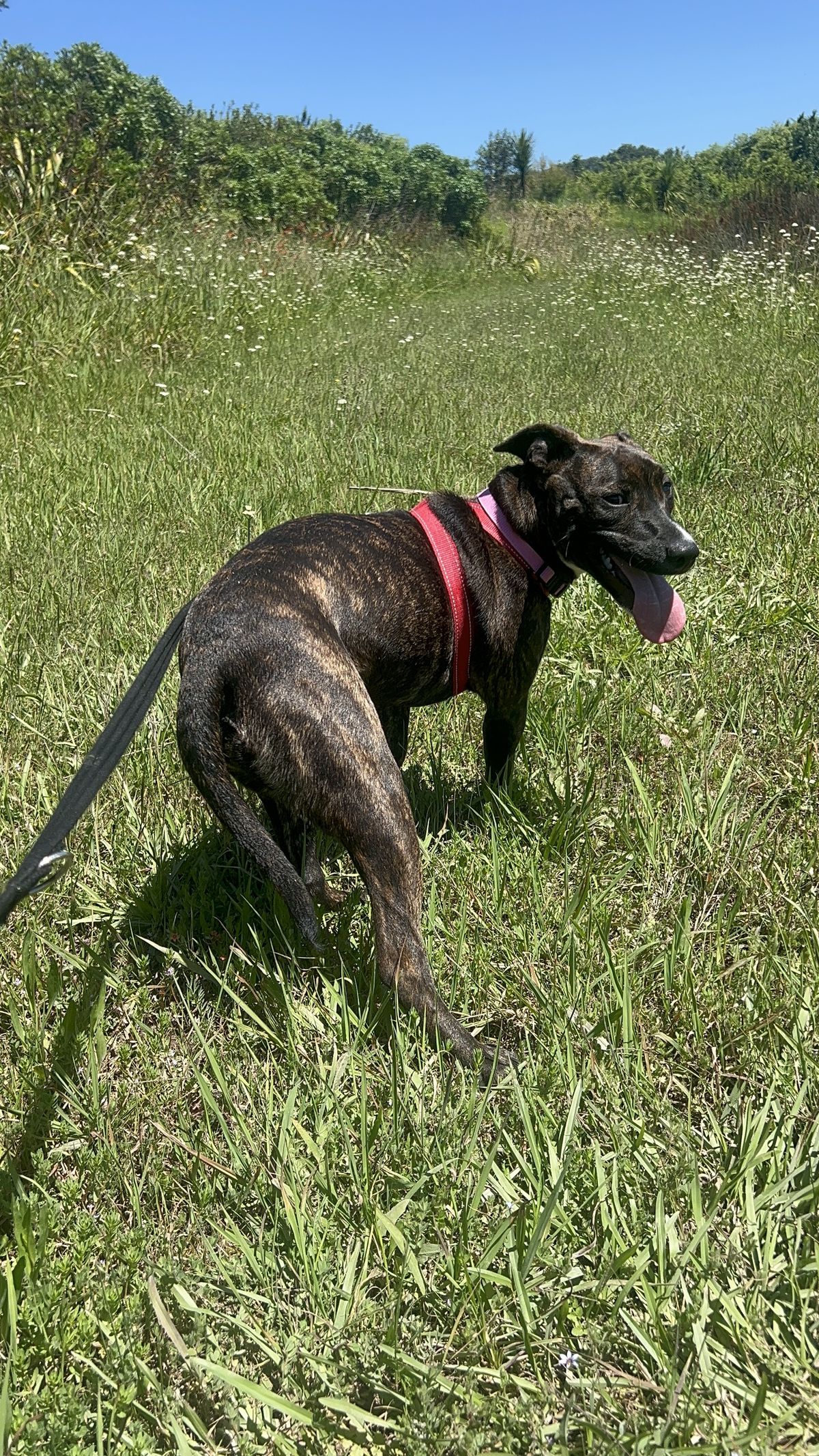 Gallery image: Chutney