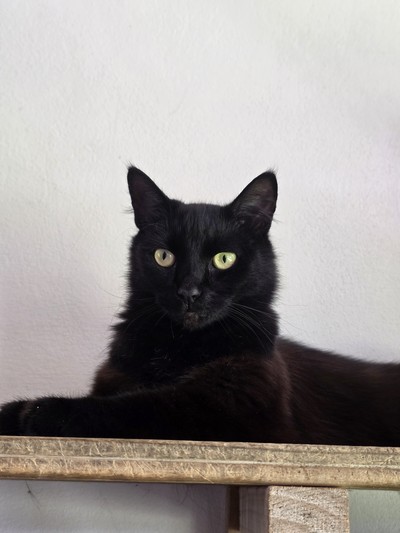 Raven - Domestic Longhair