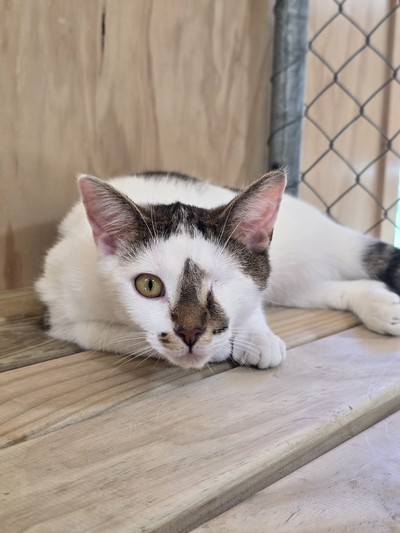 Reid - Domestic Short Hair