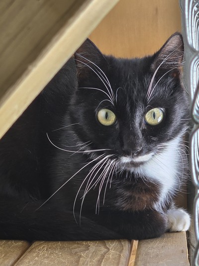 Spud - Domestic Short Hair