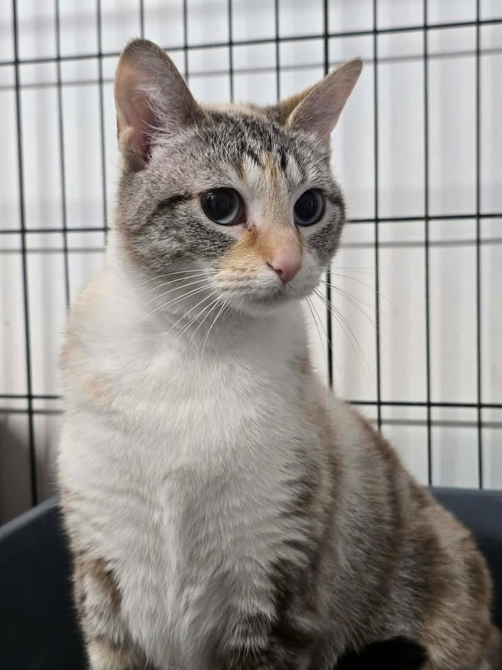 Gallery image: Snowy