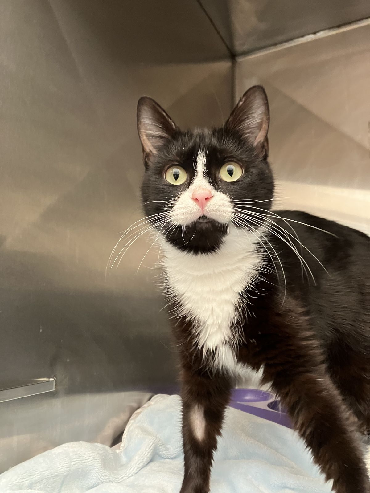 Gallery image: Diana